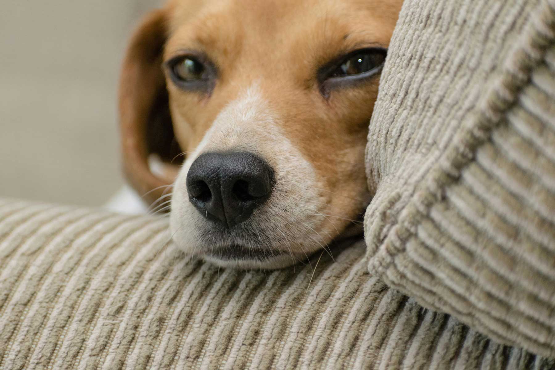 Creating the Perfect Pet-Friendly Apartment